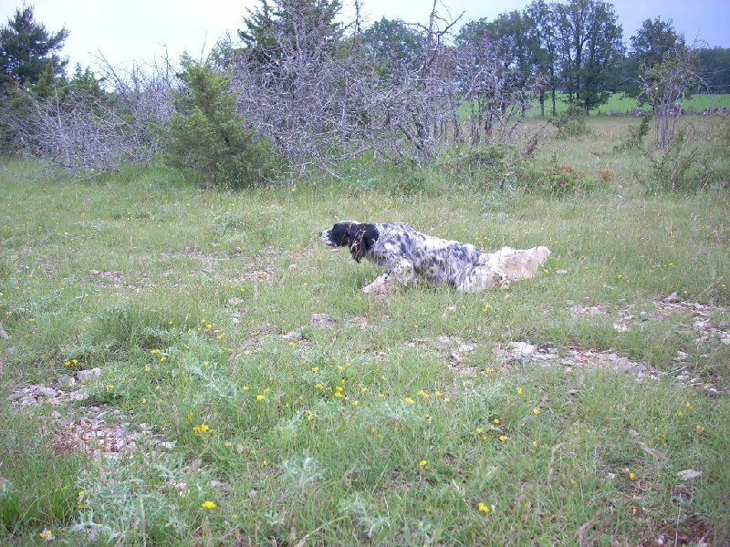 Ecika Des berges de la geline